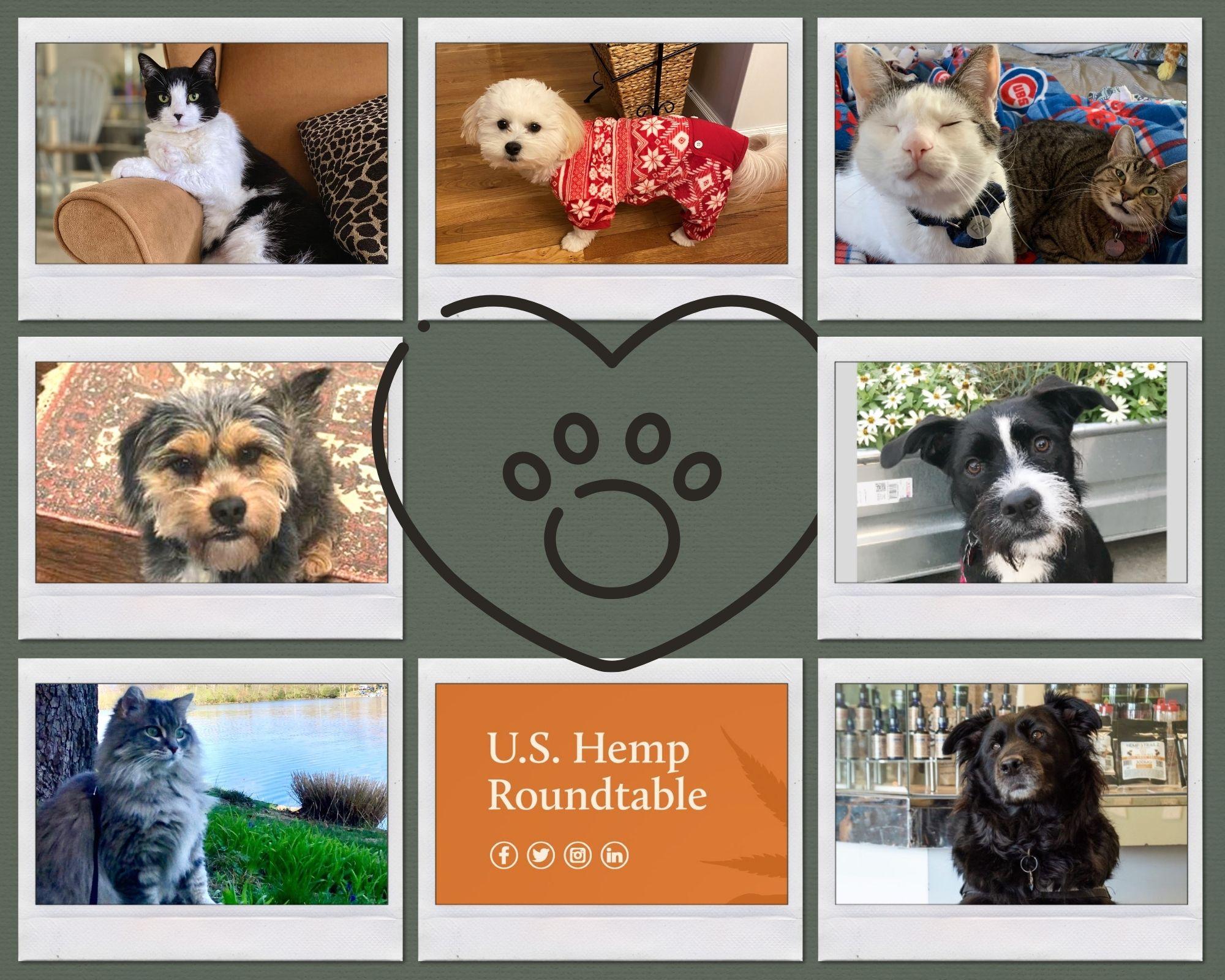 Cats or Dogs? Hemp is for both!