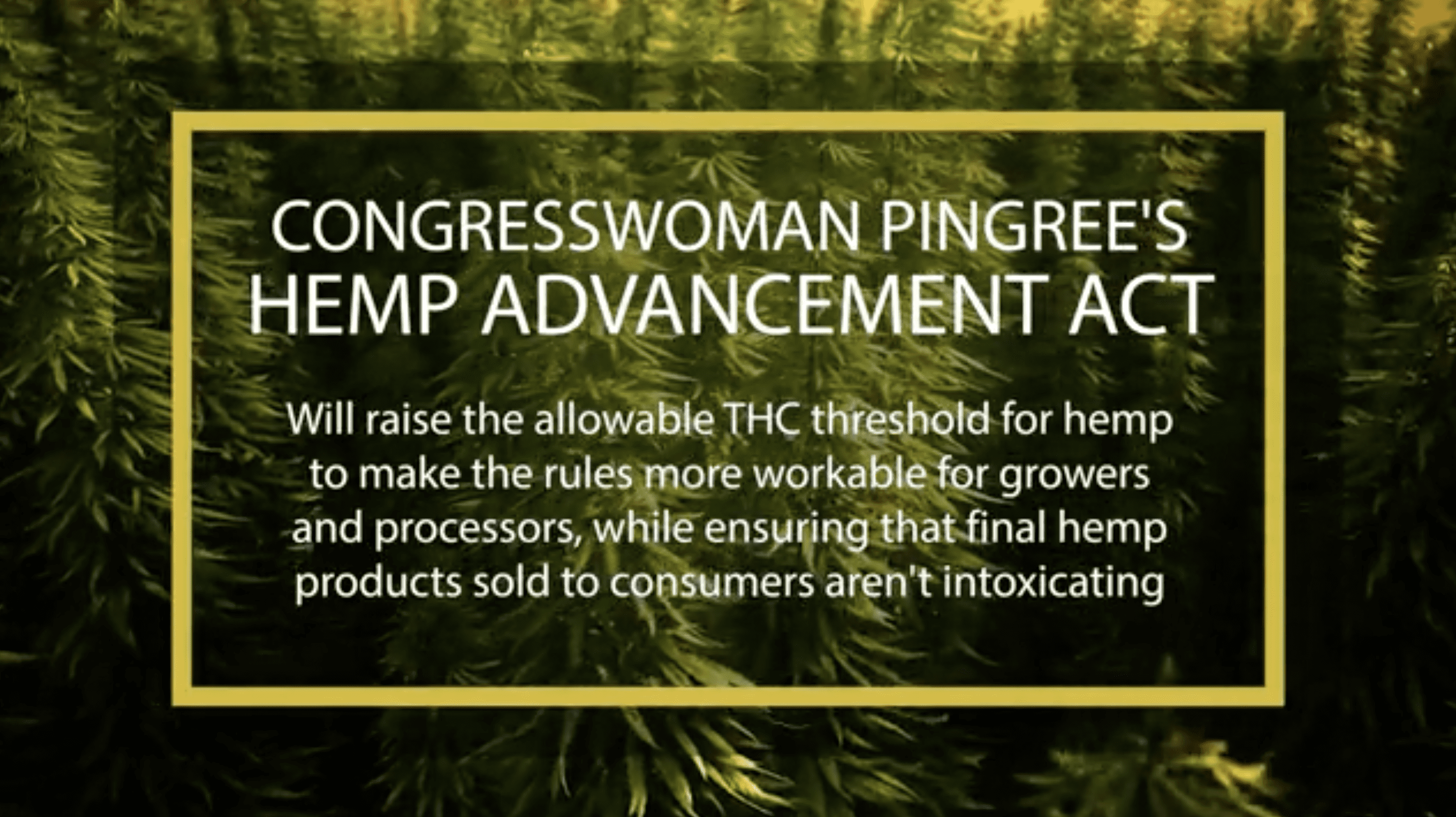 NEW! Bill Introduced To Improve US Hemp Production Rules