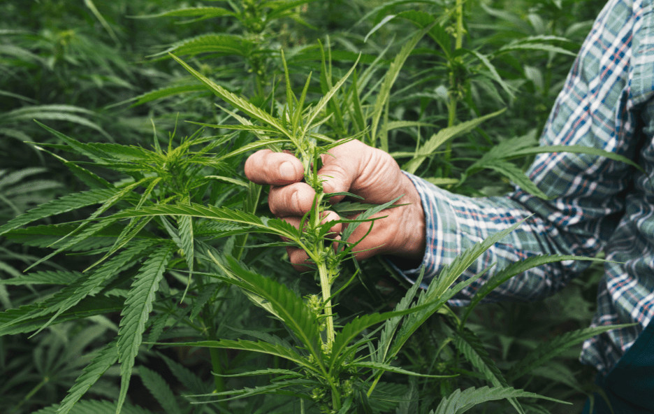 Hemp Sustainability